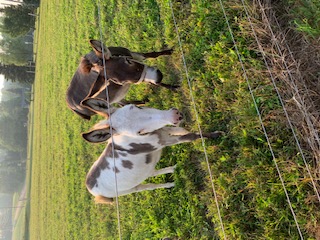 Two mini donkeys in a green pasture