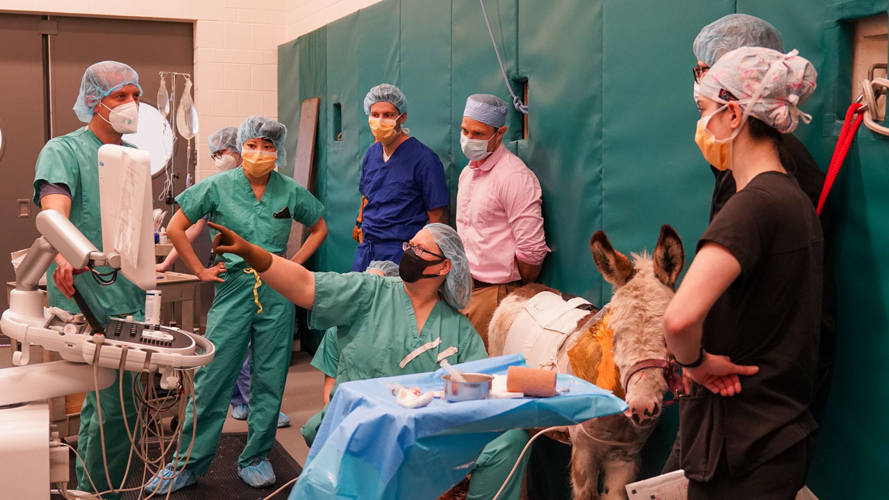 A veterinary team examines a mini donkey