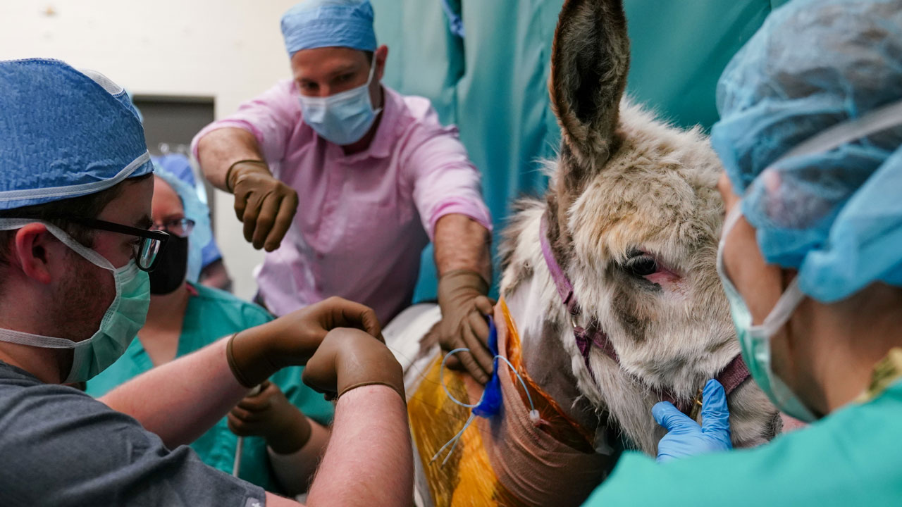 A veterinary team prepares a mini donkey for surgery