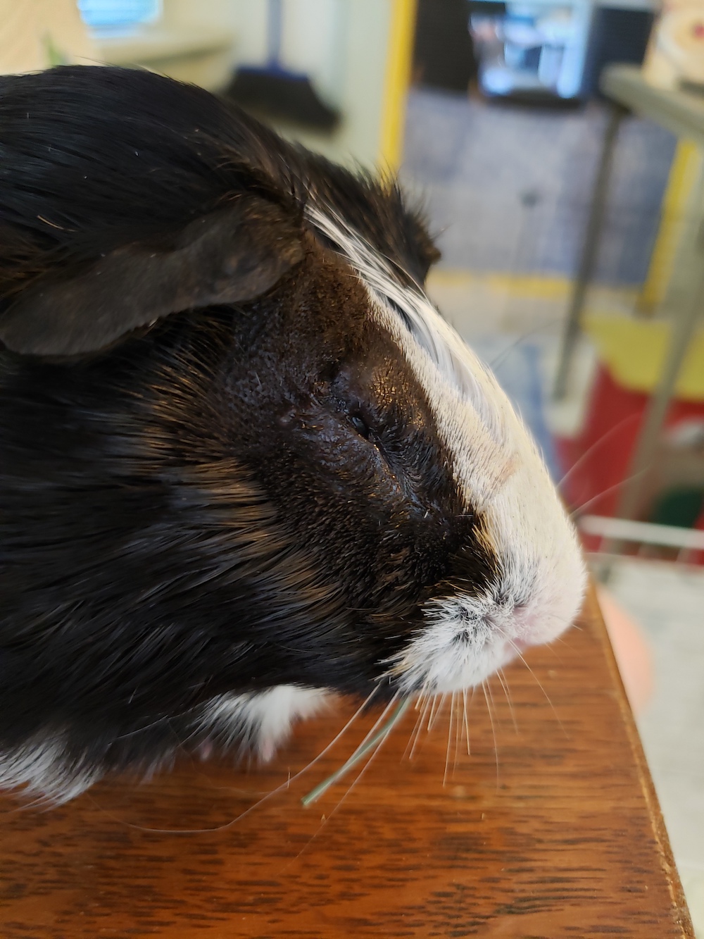 A close-up shot of Odin's removed and fully healing eye