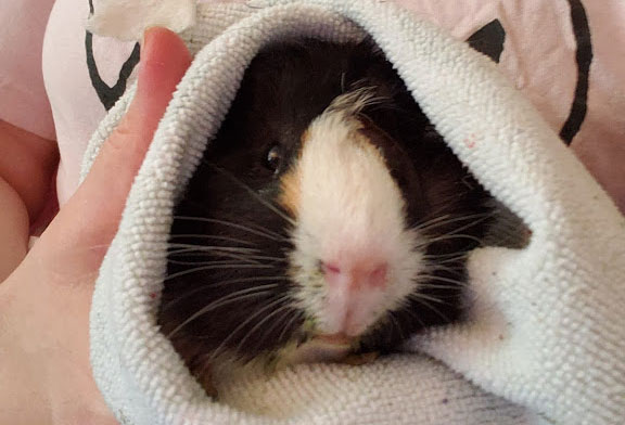 A guinea pig in a towel being held by a person wearing an SPCA shirt