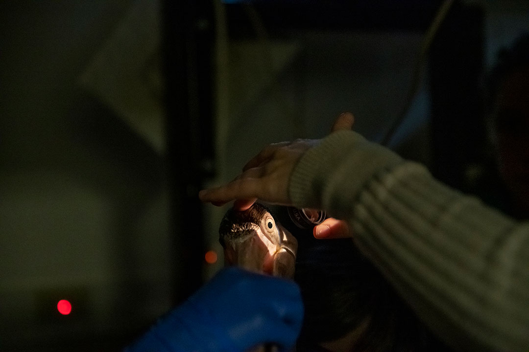 An American white pelican in a dark room having its eye examined