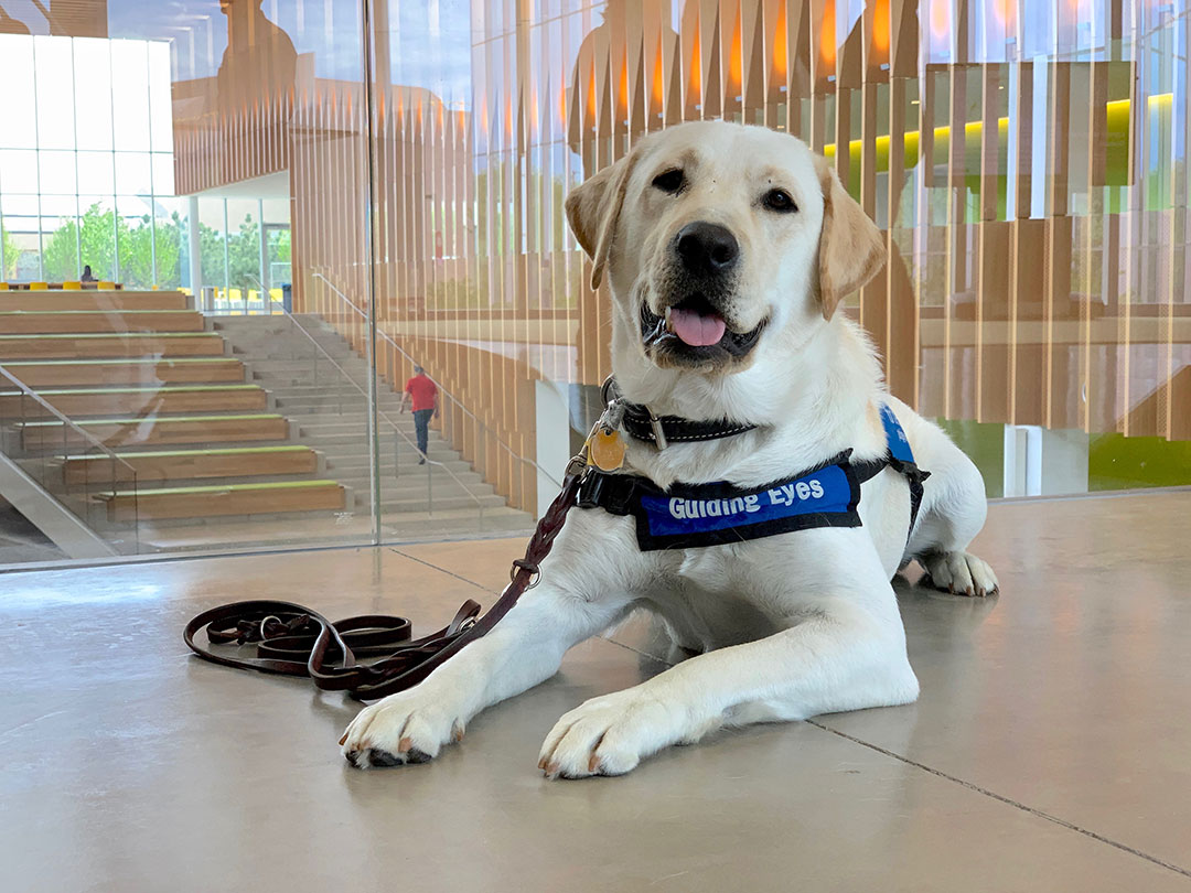 Orvis, a Guiding Eyes for the Blind dog, sitting in the Cornell Vet atrium