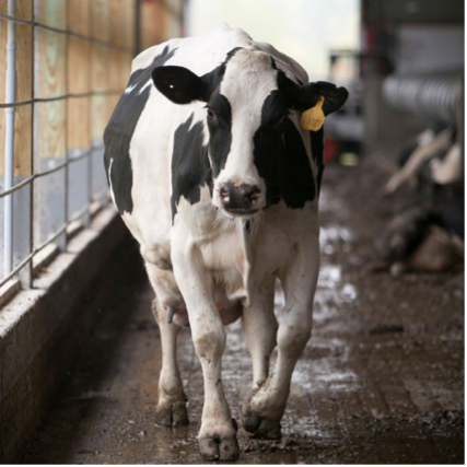 cow in barn walking