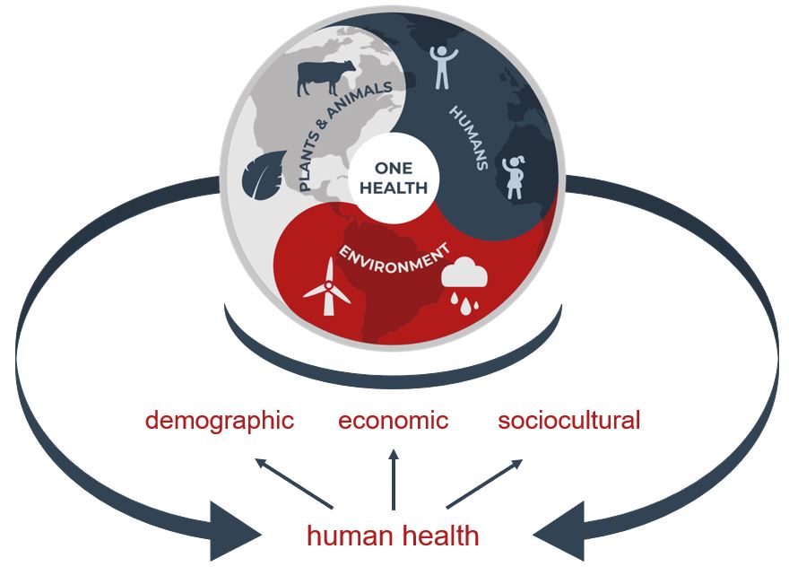 a graphic showing the intersection of human, environment, plants & animal health