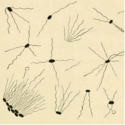 line drawing depicting microbe variations