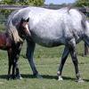 Peptides From Horse Stem Cells Kill Common Wound Bacteria