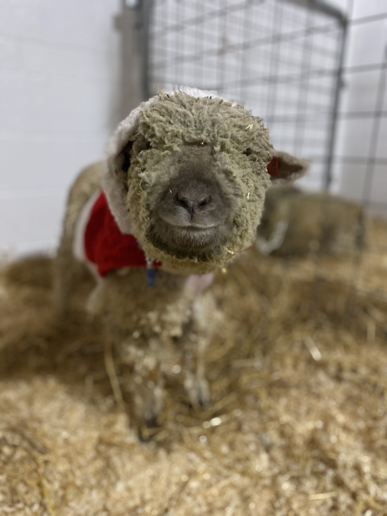 A small sheep wearing a Santa sweater