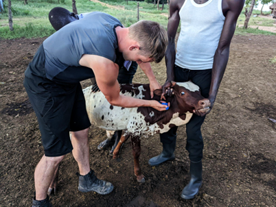 two men applying medication to a calf