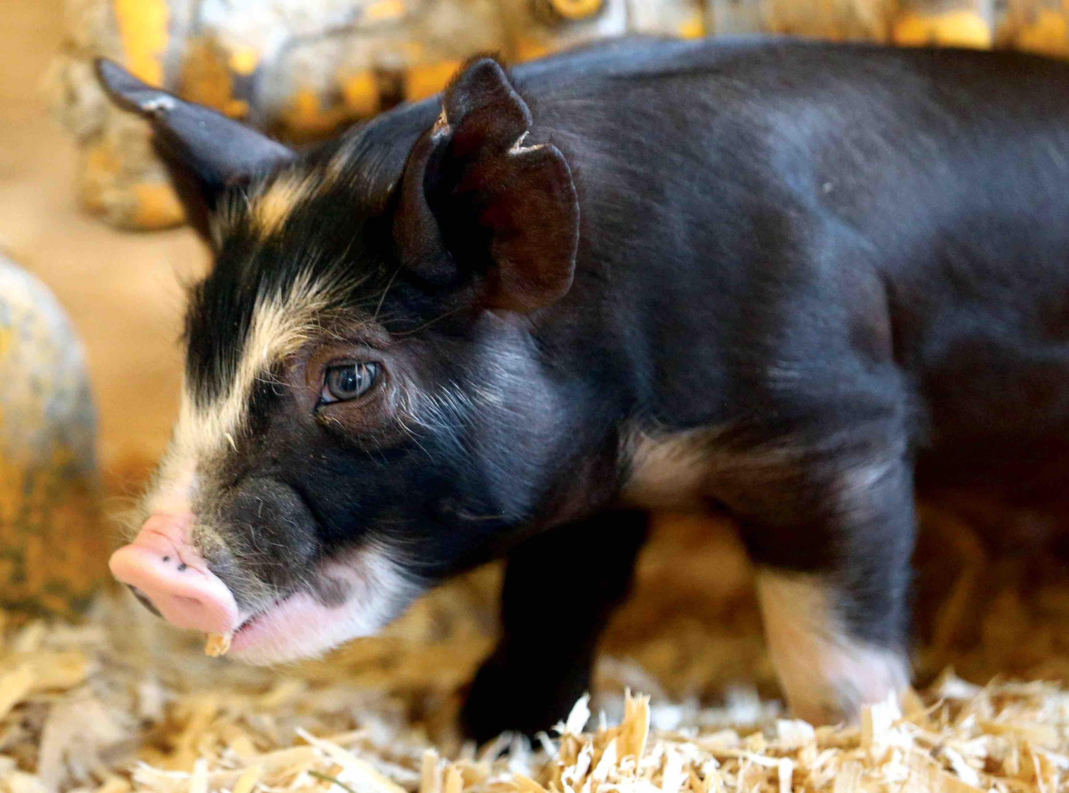 Piglets on display