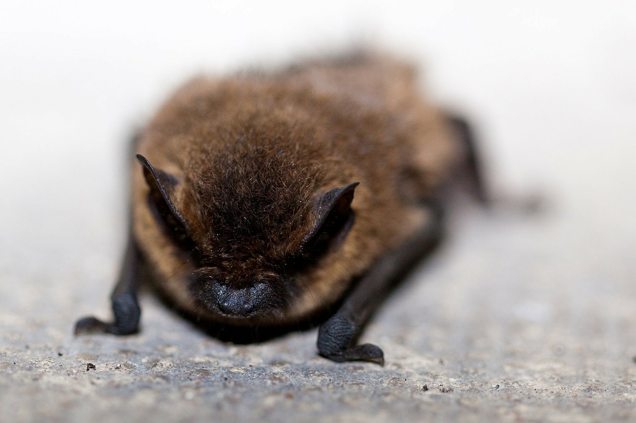 A little brown bat