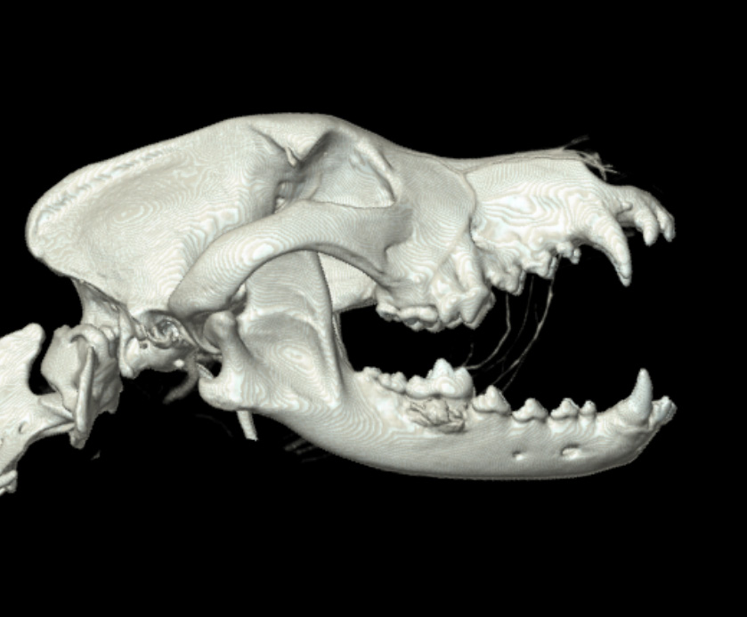 CT scan of dog has an oral squamous cell carcinoma (OSCC) on its lower jaw