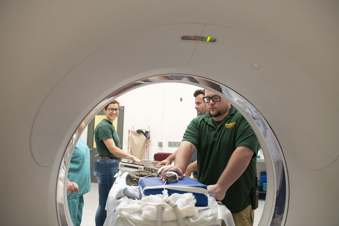 A python preparing for a CT scan at Cornell