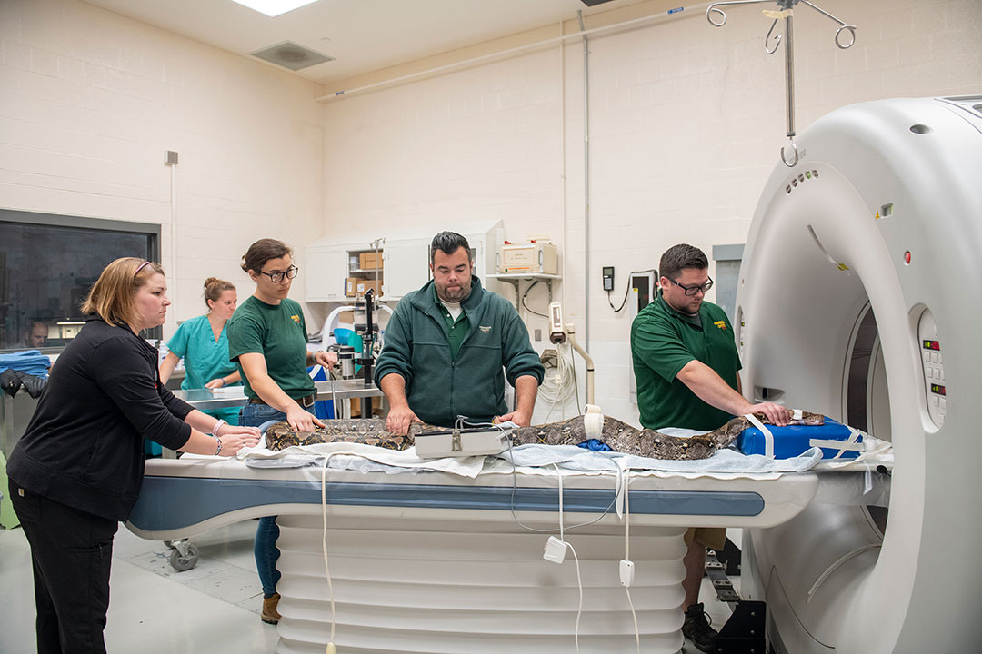 A python preparing for a CT scan at Cornell