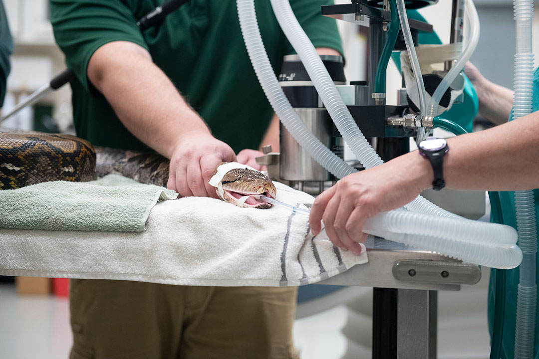 A python preparing for a CT scan at Cornell