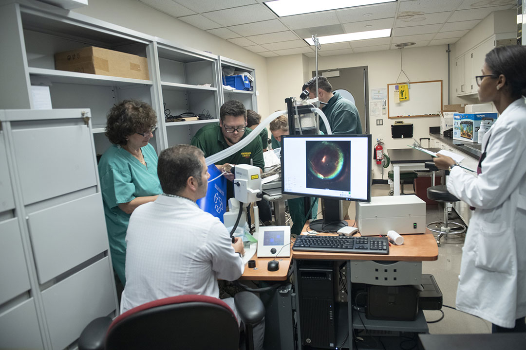 Clinicians examine a python's CT scan results