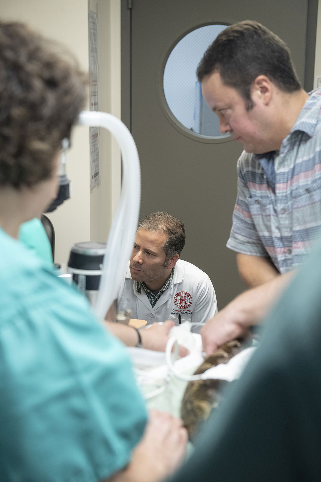 A clinician examines Raja, a python, at CUHA