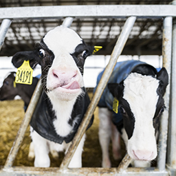 two calves with one sticking it's tongue out playfully