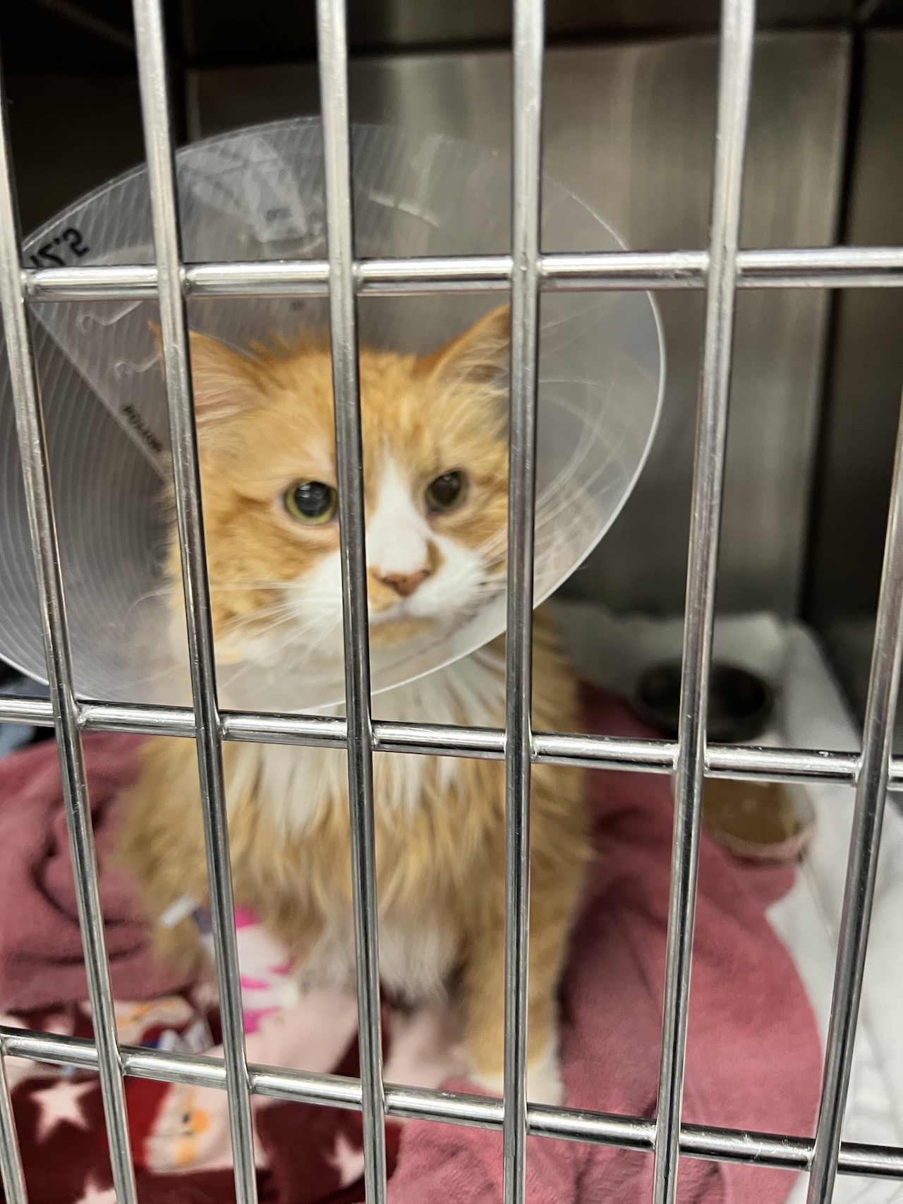 An orange and white cat in a cone at Cornell's animal hospital