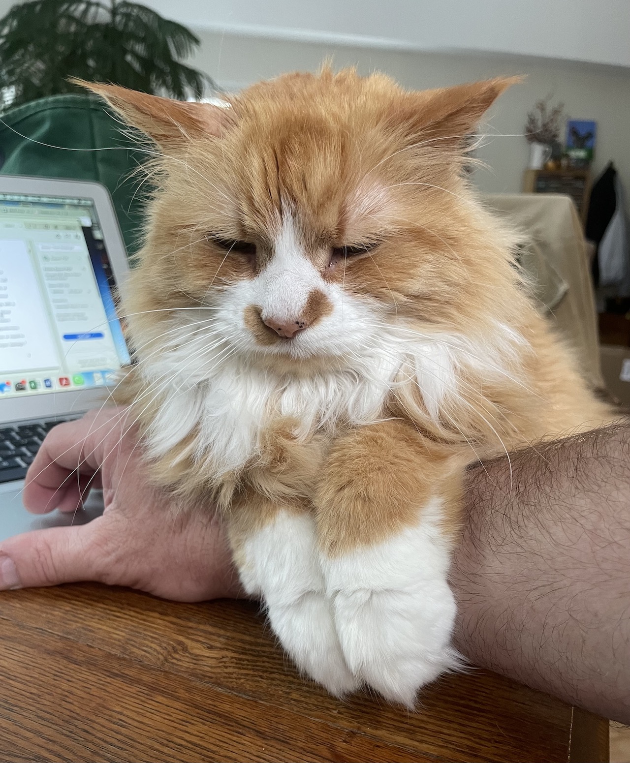 An orange and white longhaired cat rests on a person's arm in front of a laptop