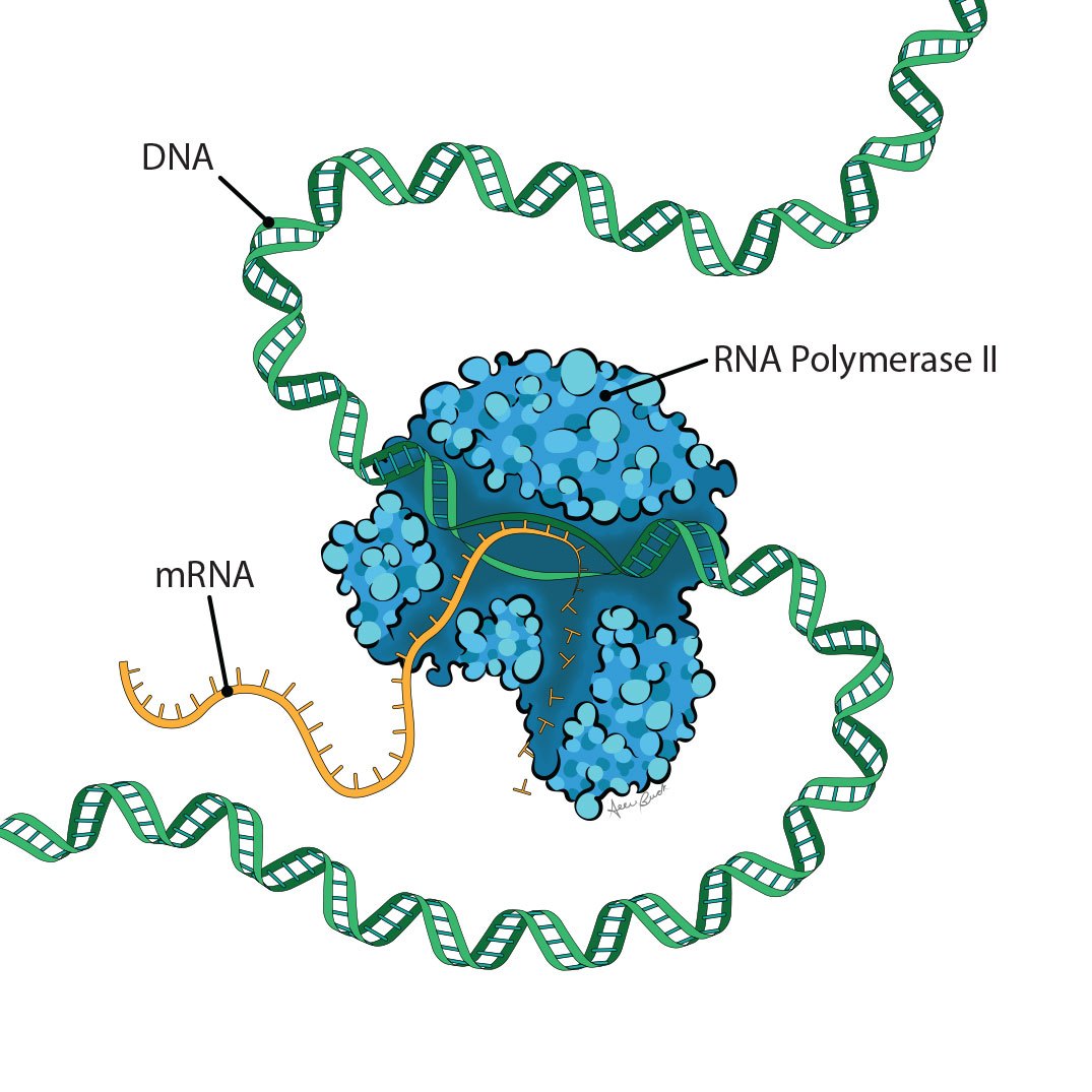 Illustration of RNA Polymerase II that includes DNA and mRNA strands.