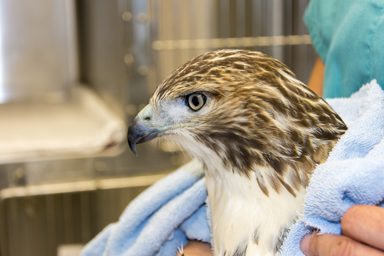 Red tail hawk