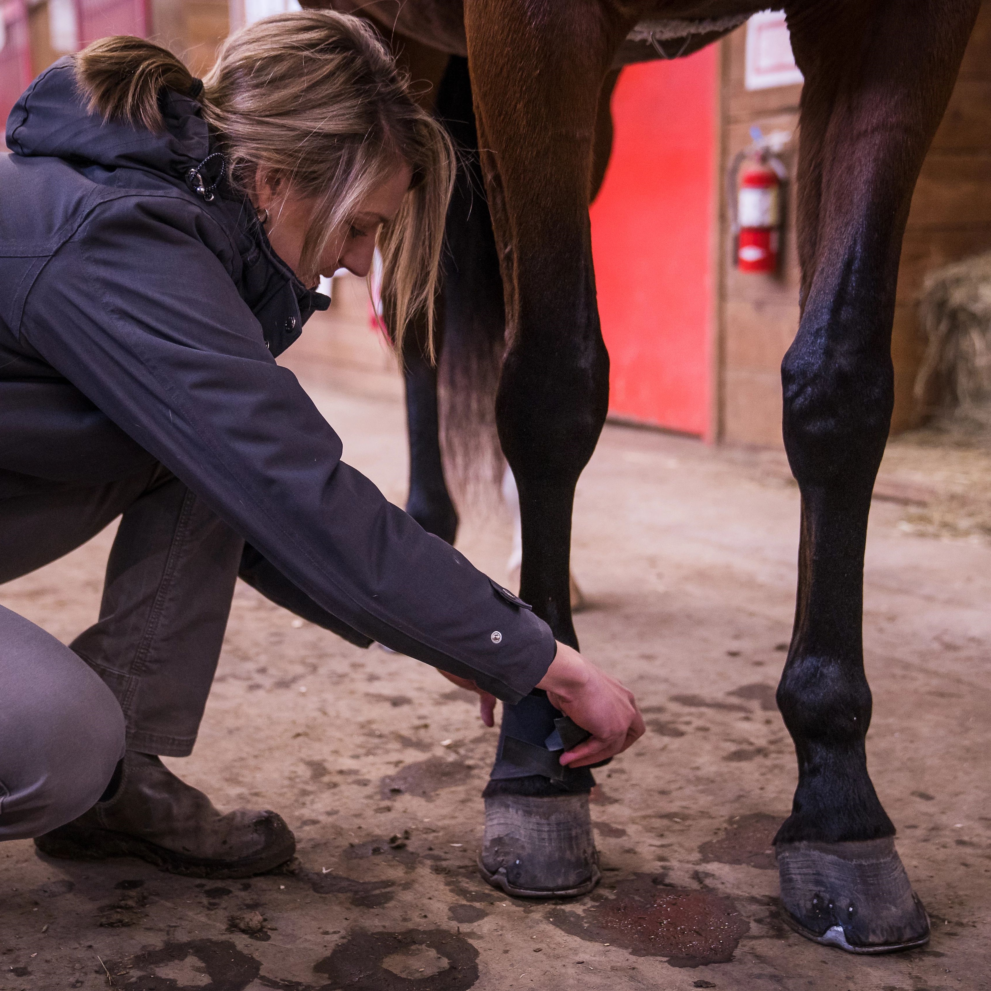 clinician and horse