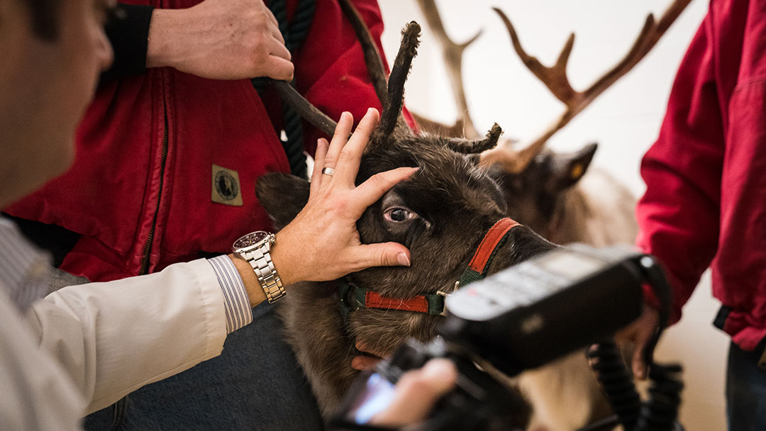 A reindeer during an eye exam at the Cornell University Hospital for Animals