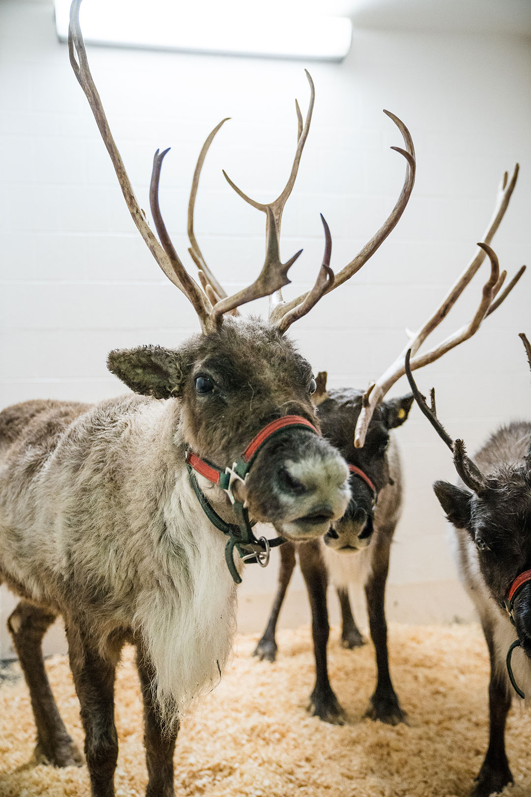 Reindeer in a stall at the Cornell University Hospital for Animals