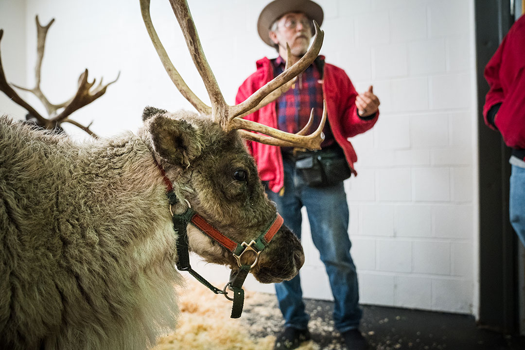 Reindeer with owner at the Cornell University Hospital for Animals