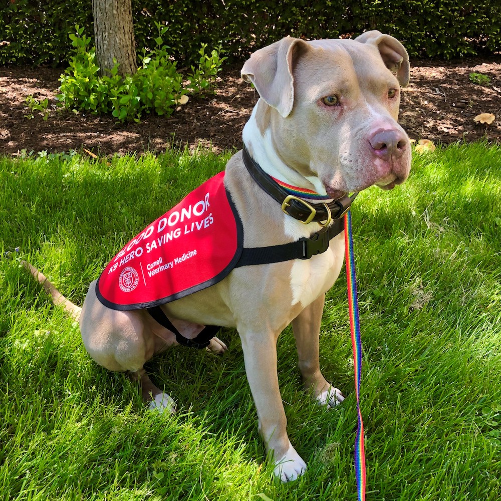 A pit bull wearing a blood donor vest seated outside in grass