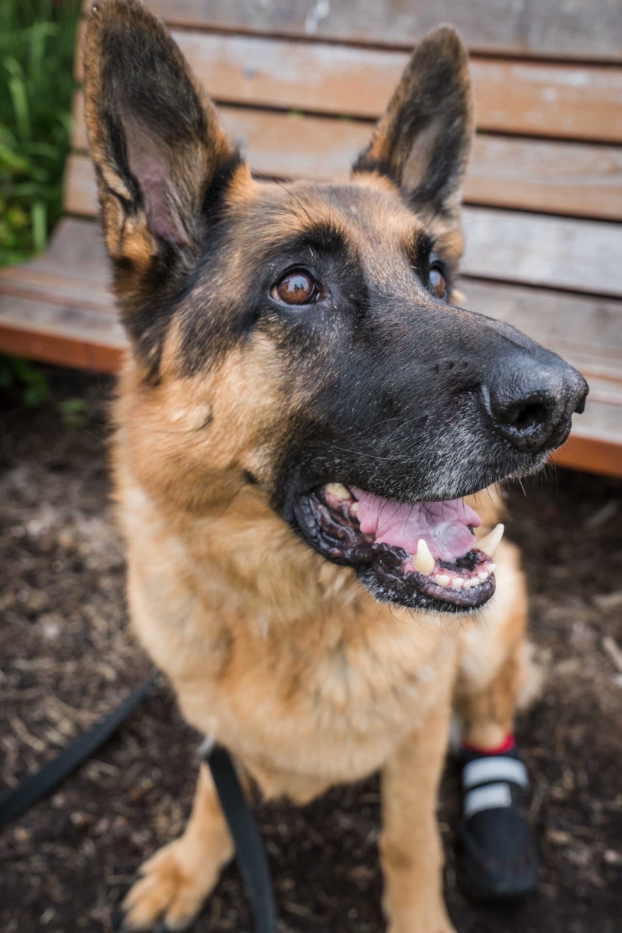 A German shepherd looking to the side with a flowery backdrop