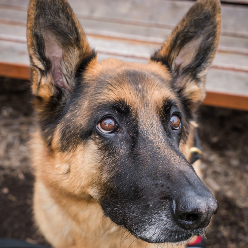 A German shepherd looking to the side