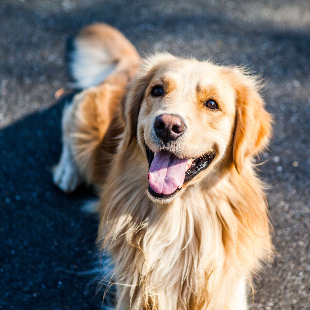 Canine looking up