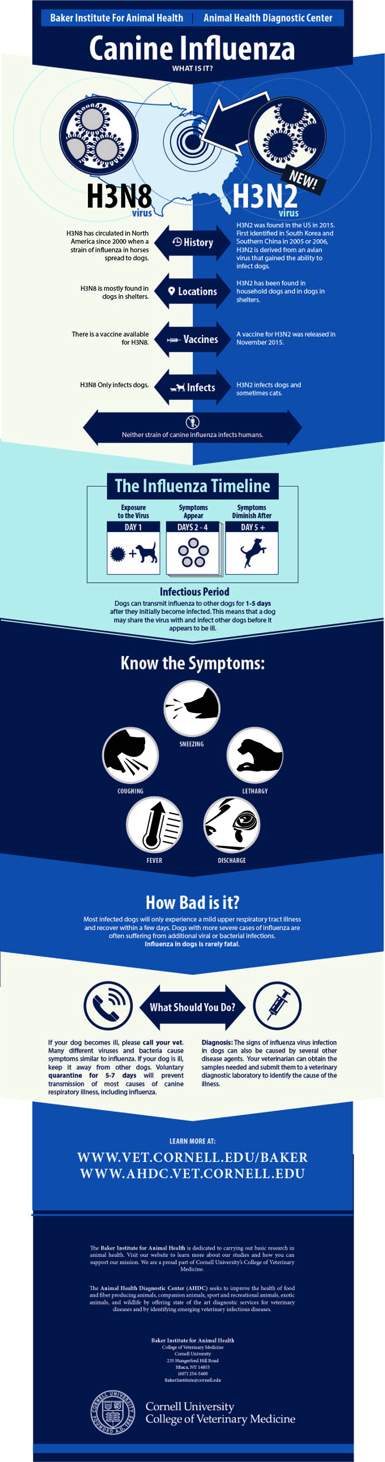 Canine Influenza Infographic