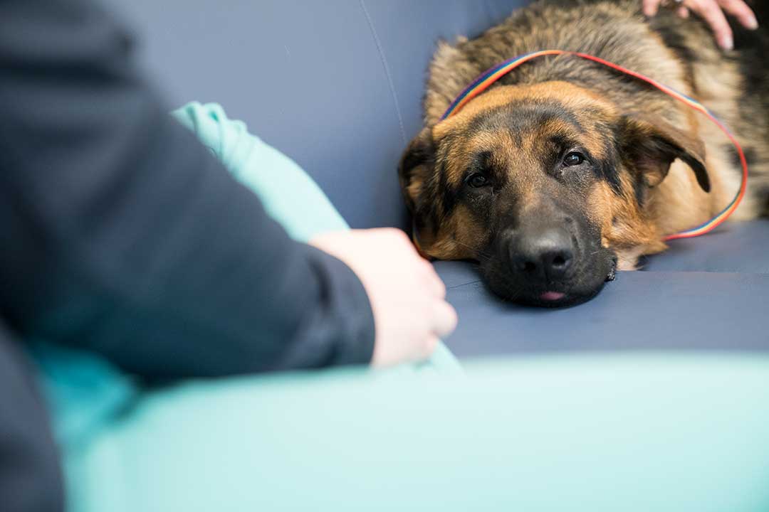 German Shepherd puppy sitting on the couch looking at the camera