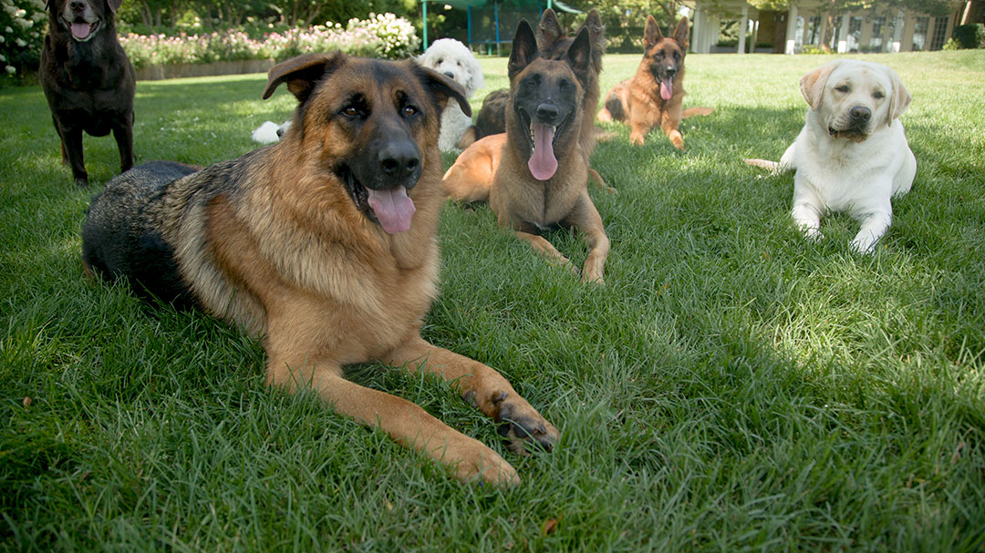 Dogs sitting on green grass during summer
