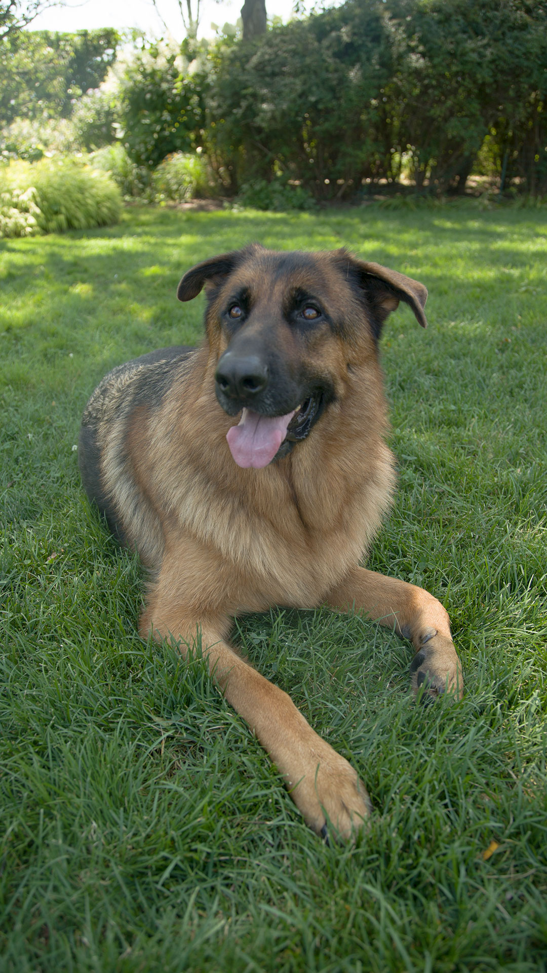 German shepherd Rex sitting on green grass