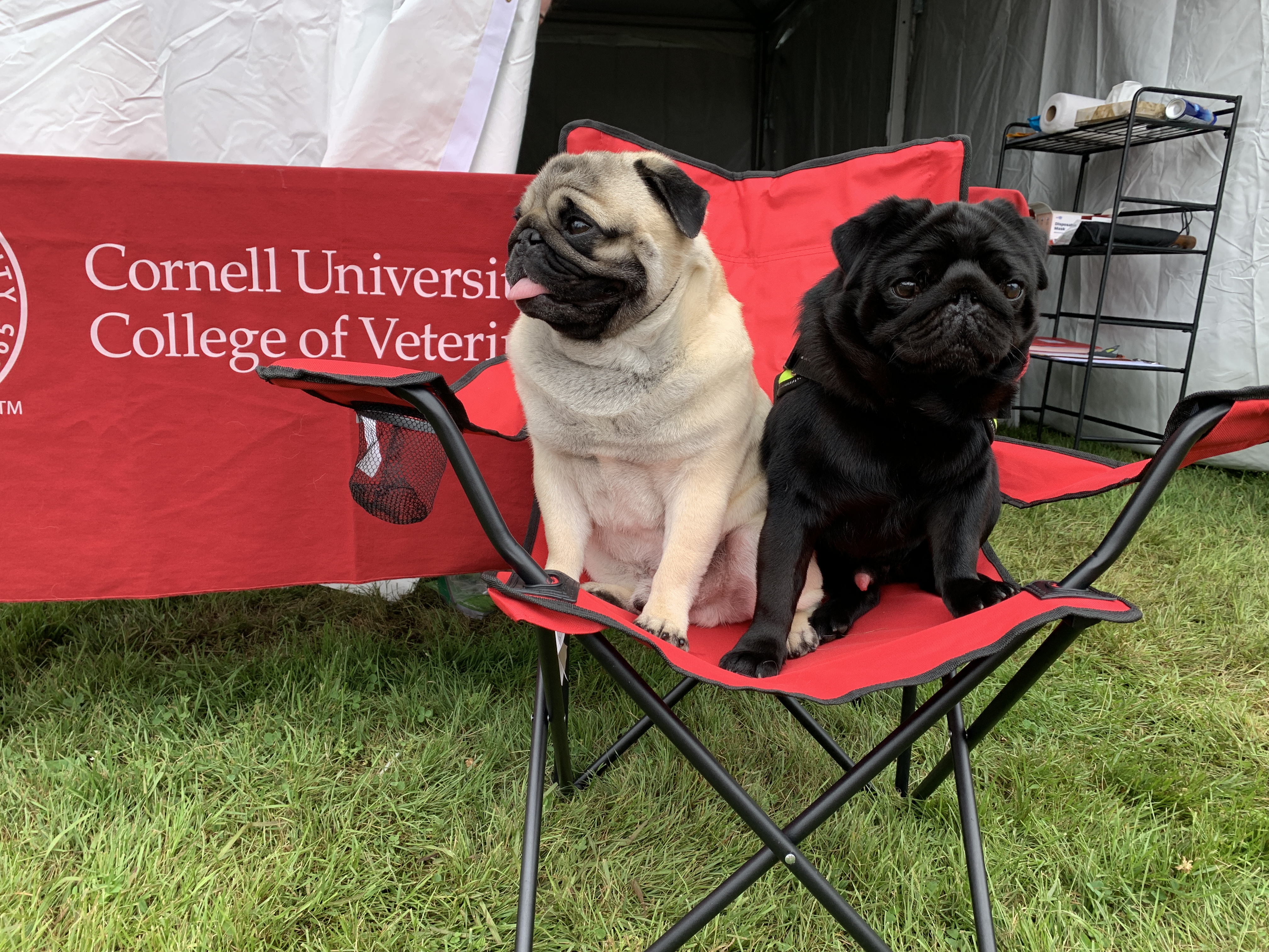 two pigs sit in a red chair