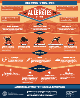 Allergies in Pets infographic