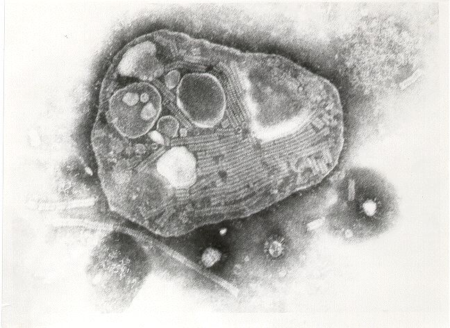 Rinderpest virus