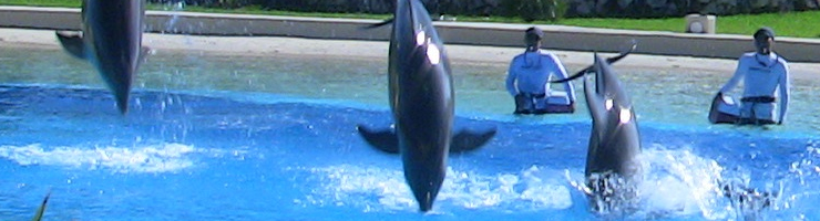 Dolphins at AQV II facility