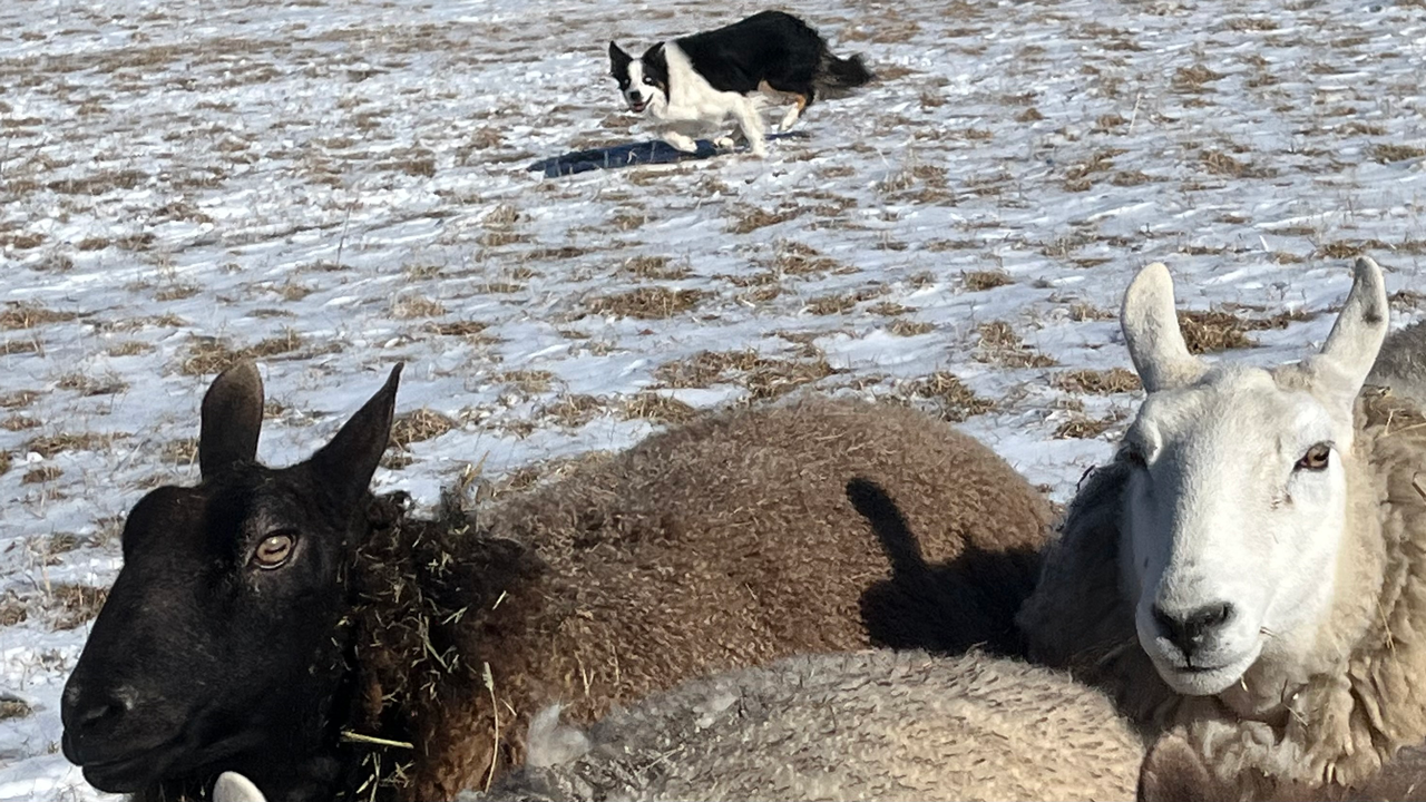 Two sheep in the foreground with a border collie herding them in the background