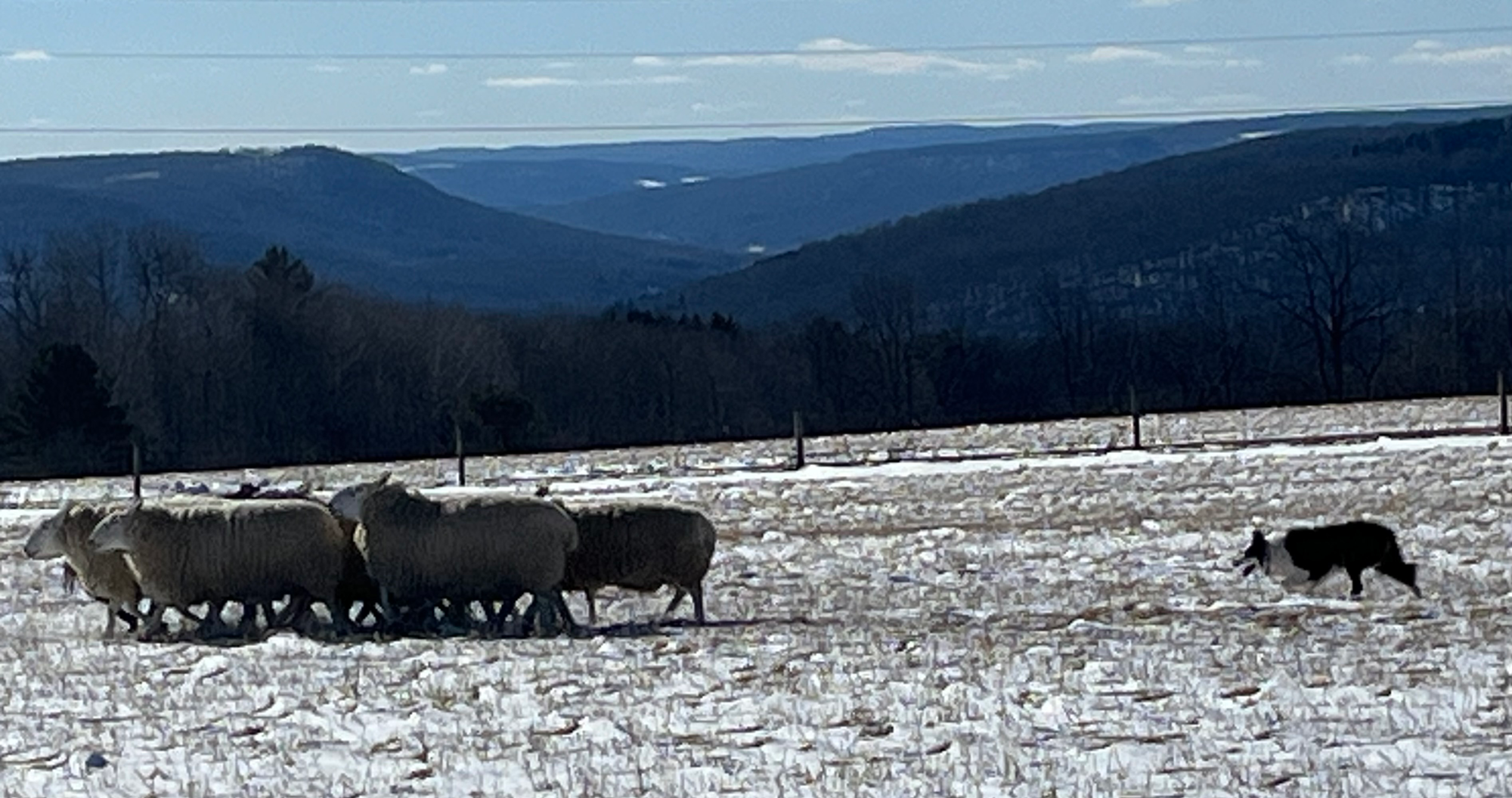 A border collie herding sheep on a snowy hill with a bright blue sky in the background