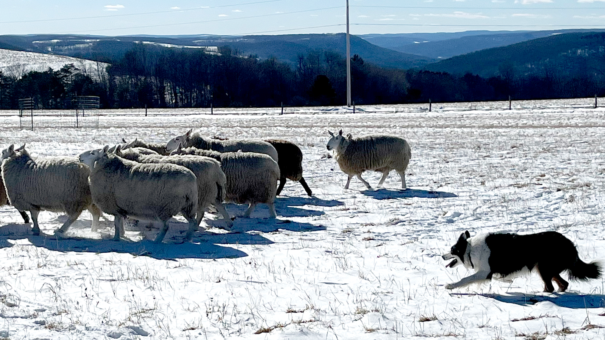 A border collie herding sheep on a snowy hill with a bright blue sky in the background