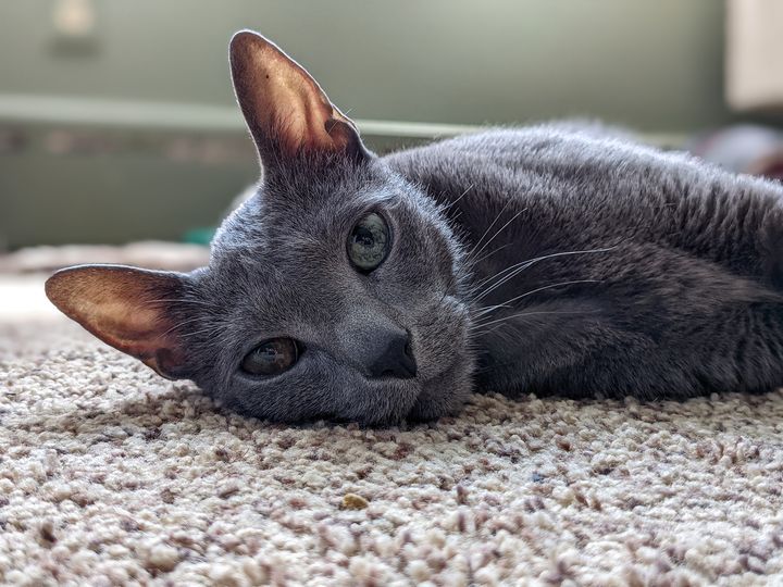 gray cat