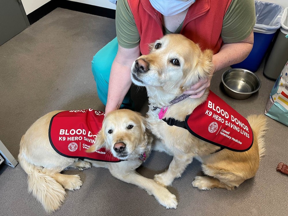 Two golden retrievers wearing blood donor vests in the CUHA waiting room