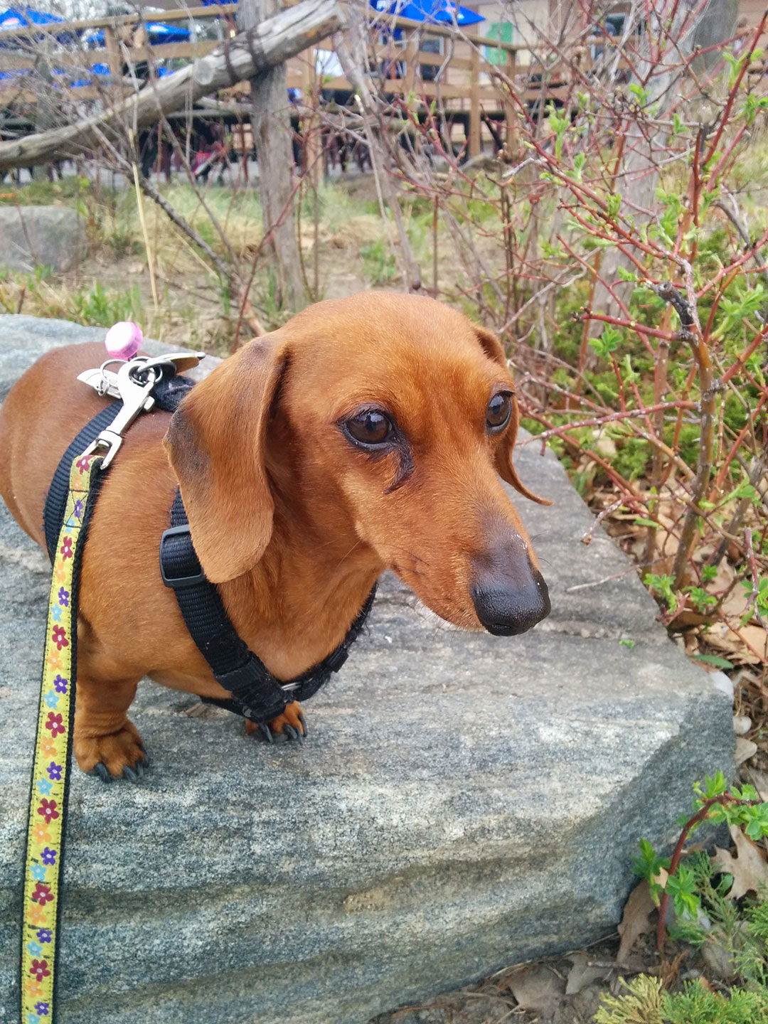 A mini Dachshund in a black harness standing on a rock next to bushes with no leaves