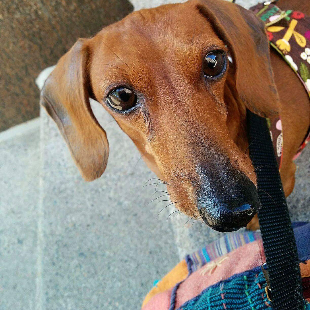 Close-up shot of mini Dachshund Ruby's nose