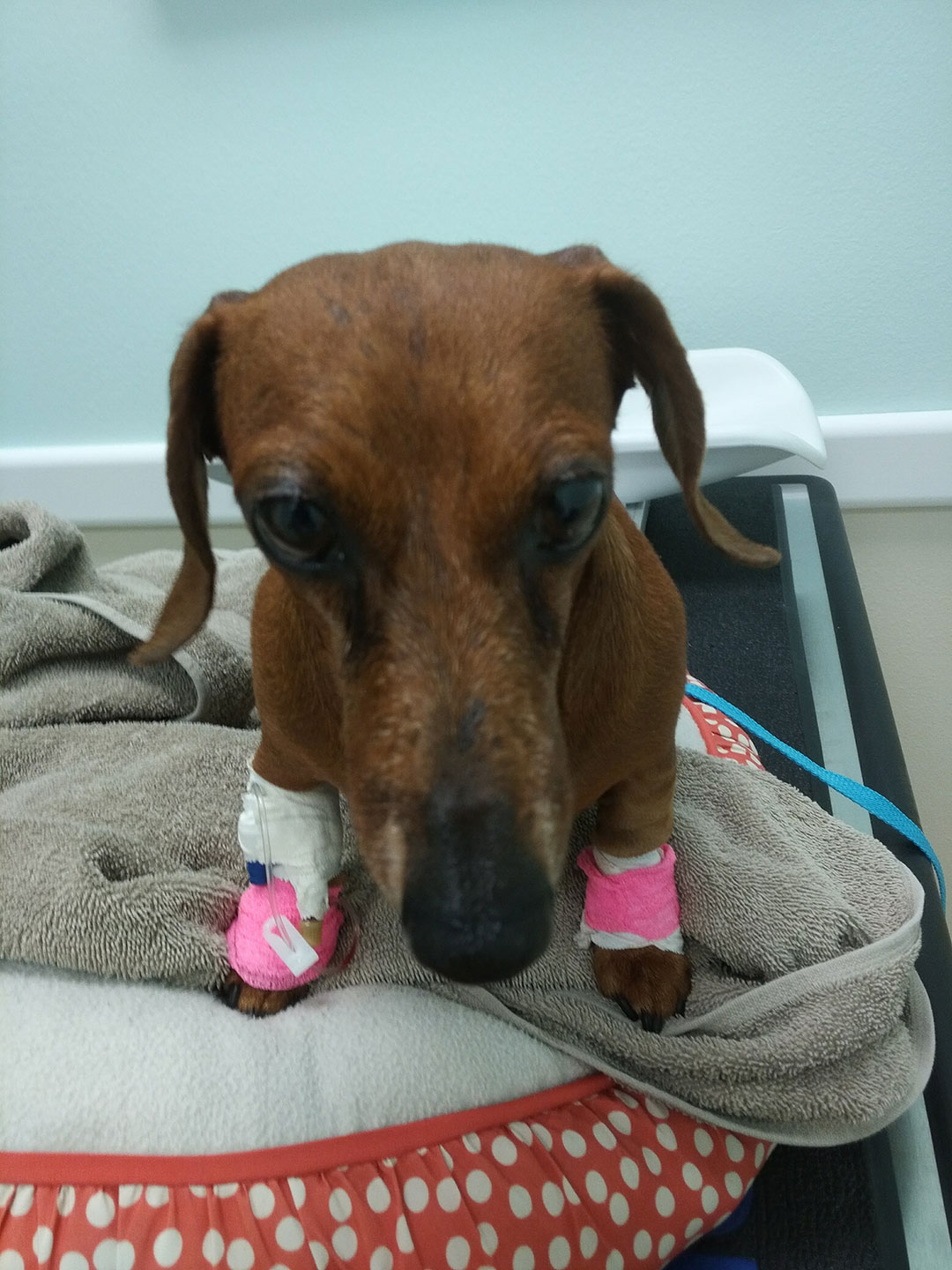 Mini Dachshund viewed from the front in a veterinarian's office, with pink bandages on her front legs
